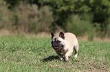 BOULEDOGUE FRANCAIS 585